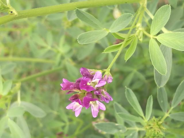 溫帶優質牧草——紫花苜蓿 溫帶優質牧草——紫花苜蓿