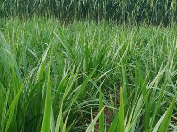 皇竹草種植經(jīng)濟效益有哪些?作用是什么? 皇竹草種植經(jīng)濟效益有哪些?作用是什么?