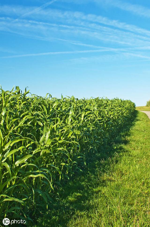牛羊愛吃的蘇丹草,獲得高產(chǎn)量牧草需要這樣種植 牛羊愛吃的蘇丹草,獲得高產(chǎn)量牧草需要這樣種植
