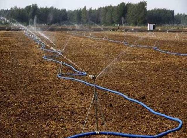 野牛草種植技術(shù)以及養(yǎng)護(hù)管理方法有哪些 野牛草種植技術(shù)以及養(yǎng)護(hù)管理方法有哪些