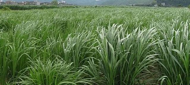 適合草食家畜良好的飼料,高丹草基本介紹 適合草食家畜良好的飼料,高丹草基本介紹