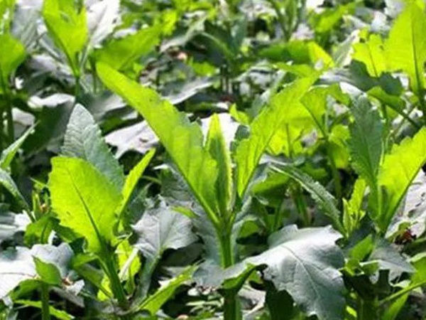 串葉松香草的營(yíng)養(yǎng)價(jià)值以及栽培技術(shù)介紹 串葉松香草的營(yíng)養(yǎng)價(jià)值以及栽培技術(shù)介紹