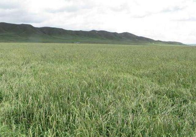耐活堿草農作物，要知道它的生物特性，種植起來很簡單