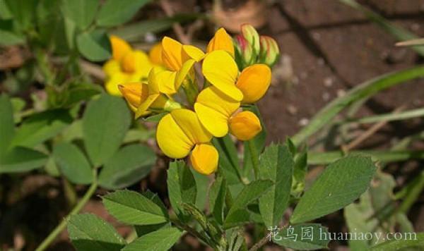 百脈根的養殖方法和播種市注意事項