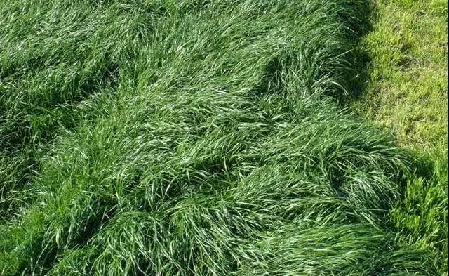 養牛最適合種植什么牧草比較好?種植方法是什么? 養牛最適合種植什么牧草比較好?種植方法是什么?