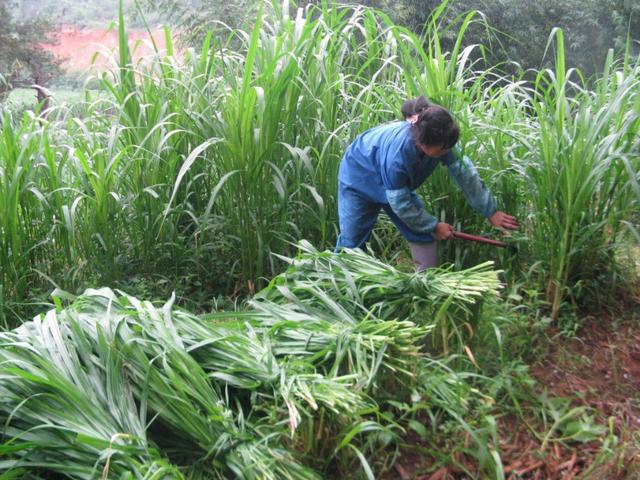 牧草種植需要注意哪些 喂牛用哪些牧草種植比較好 牧草種植需要注意哪些 喂牛用哪些牧草種植比較好