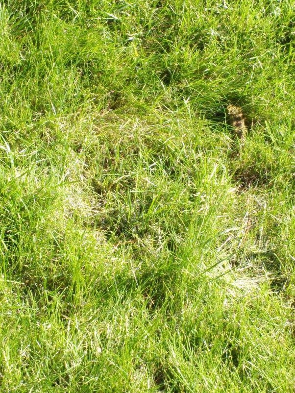 草坪播種方法以及養護管理方案 草坪播種方法以及養護管理方案