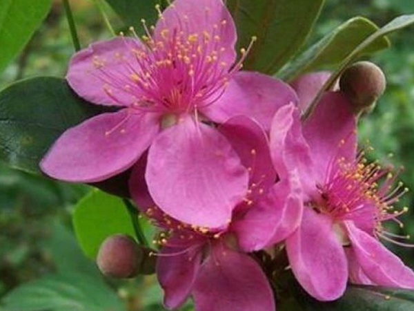 桃金娘的養(yǎng)殖方法和注意事項，有什么需要注意的