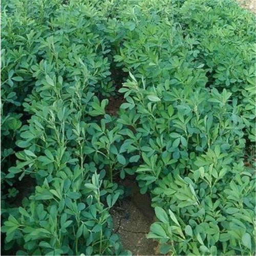 紫花苜蓿的市場(chǎng)批發(fā)價(jià)格以及播種方法 紫花苜蓿的市場(chǎng)批發(fā)價(jià)格以及播種方法