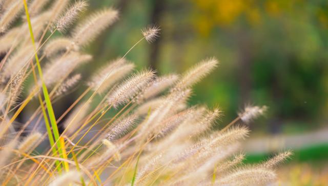 狗尾巴草用途居然還有這么多的