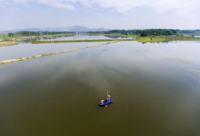 為何小米草成為龍蝦養殖新選擇 為何小米草成為龍蝦養殖新選擇