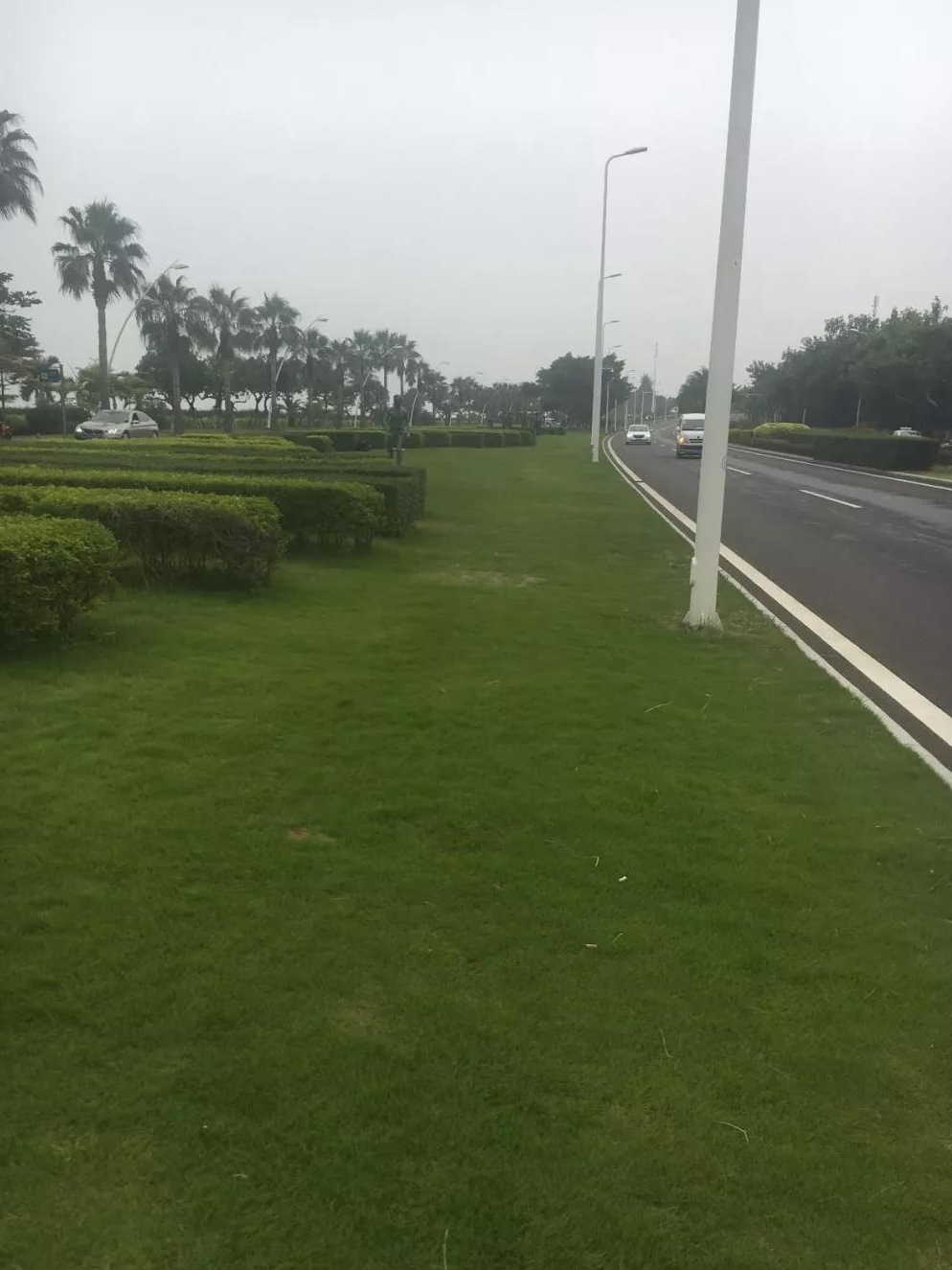 一年生黑麥草秋冬季補播種技術以及養護方法