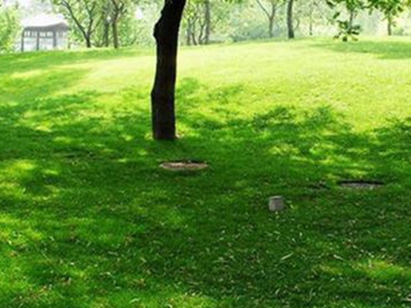 堿茅草種子多久能發(fā)芽，播種方法是什么？