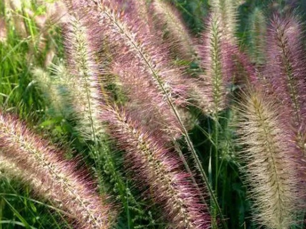 原來草也可以這么美麗--狼尾草 原來草也可以這么美麗--狼尾草