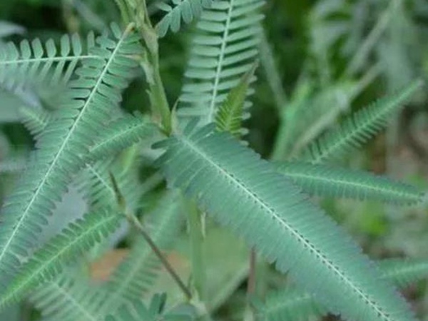 田菁的栽培技術以及管理方法 田菁的栽培技術以及管理方法