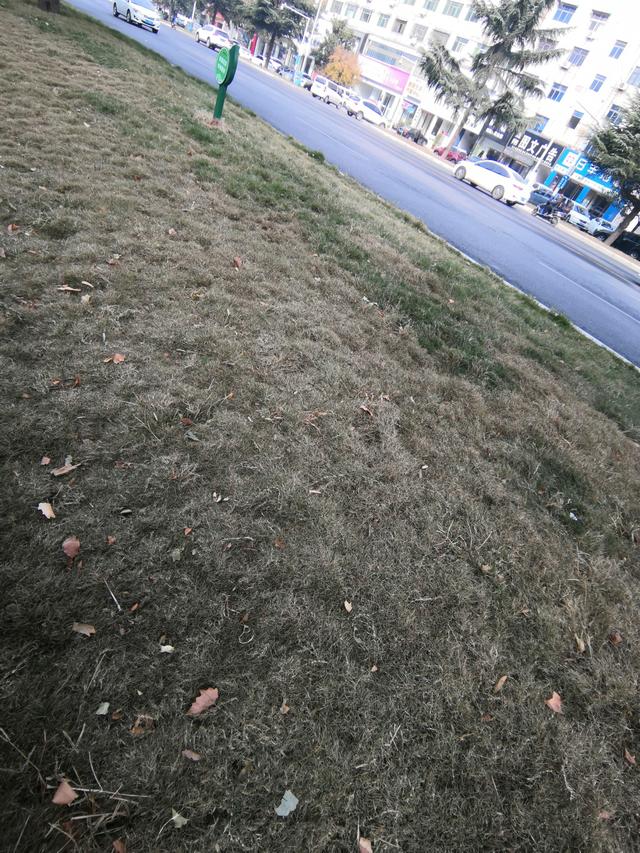 狗牙根草坪的養護管理措施都在這了 狗牙根草坪的養護管理措施都在這了