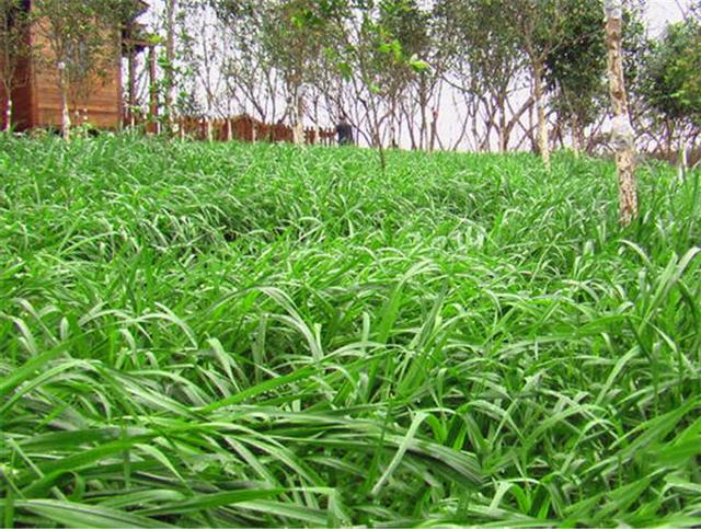 多年生黑麥草是什么？多年生黑麥草的種植方法是什么？