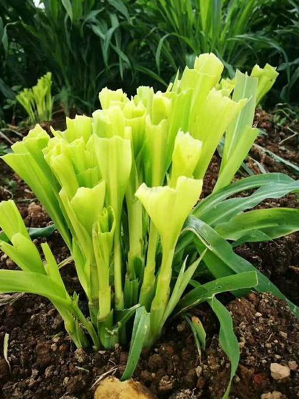 種植墨西哥玉米有這幾個要點(diǎn)，掌握好這幾個要點(diǎn)獲得高產(chǎn)量