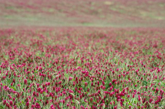 紅三葉種植技術(shù)介紹,多樣用處的三葉草 紅三葉種植技術(shù)介紹,多樣用處的三葉草