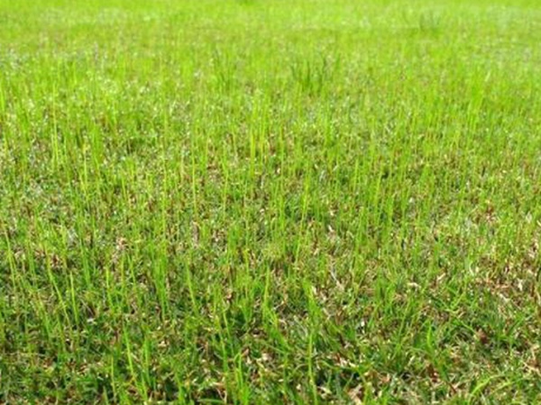 野牛草種植技術(shù)以及養(yǎng)護(hù)管理方法有哪些 野牛草種植技術(shù)以及養(yǎng)護(hù)管理方法有哪些