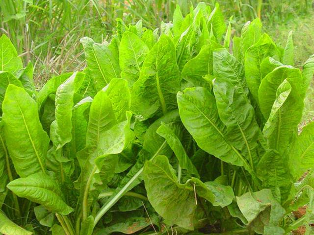 菊苣的主要價值及種植技術介紹 菊苣的主要價值及種植技術介紹