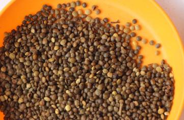 生命力頑強的鹽膚木,鹽膚木基本價值與種植技術介紹 生命力頑強的鹽膚木,鹽膚木基本價值與種植技術介紹