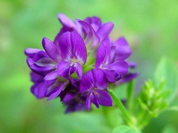 “牧草之王”紫花苜蓿怎么種植比較好，什么時候能種植比較合適？