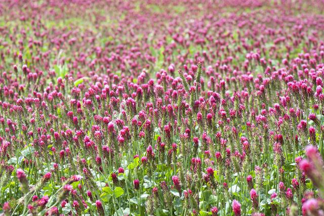 紅三葉種植技術(shù)介紹,多樣用處的三葉草 紅三葉種植技術(shù)介紹,多樣用處的三葉草