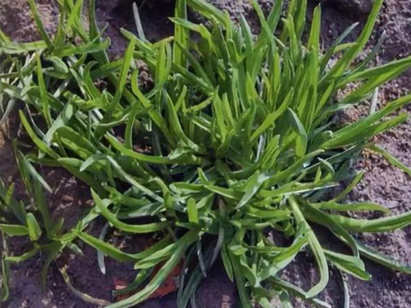 草坪種子——小麥田早熟禾怎么除?有什么方法去除? 草坪種子——小麥田早熟禾怎么除?有什么方法去除?