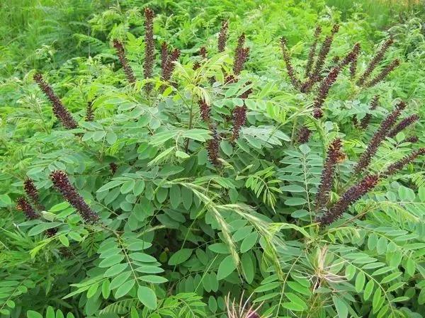 紫穗槐種子的種植方法與管理技術(shù) 紫穗槐種子的種植方法與管理技術(shù)