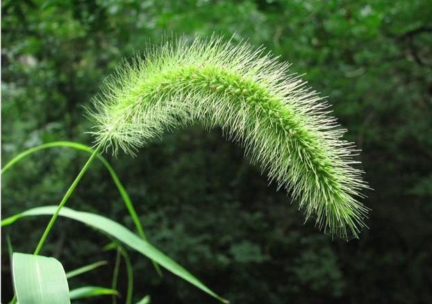 狗尾巴草用途居然還有這么多的 狗尾巴草用途居然還有這么多的