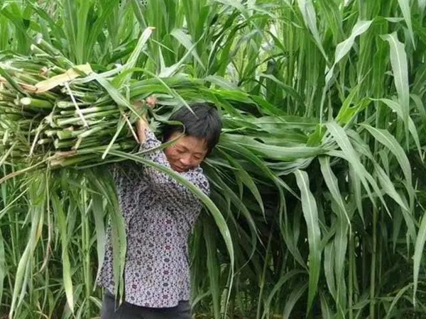 甜高粱種植技術,什么時候播種比較好 甜高粱種植技術,什么時候播種比較好