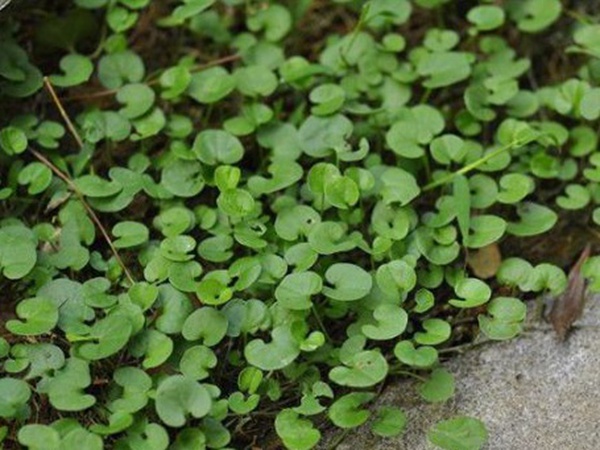 園林綠化中草坪種類的分類與鑒別要點 園林綠化中草坪種類的分類與鑒別要點