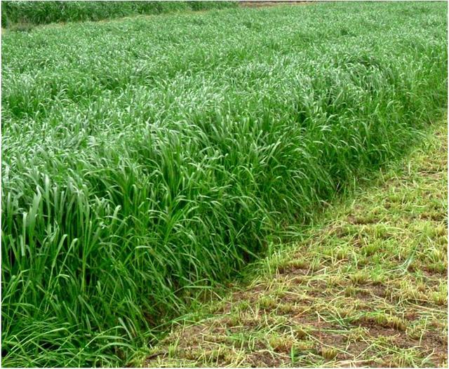 黑麥草的用途有什么？黑麥草種子用途有多少？