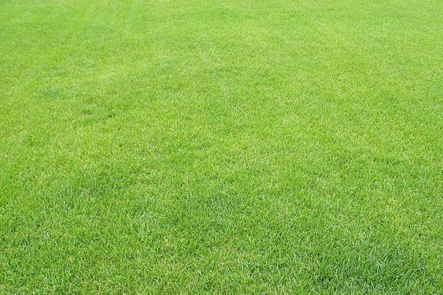 優(yōu)質(zhì)牧草種子紫羊茅優(yōu)點(diǎn)有哪些，還有哪些需要注意的