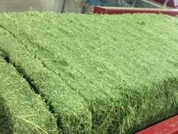 紫花苜蓿的種植技術(shù)與田間管理