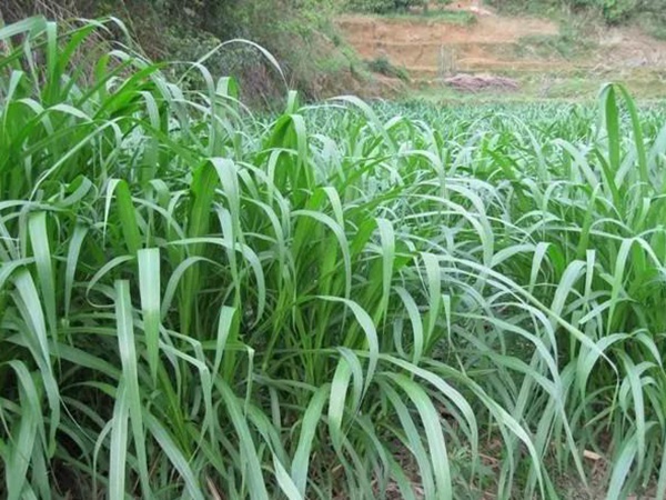 皇竹草種植方法?多少度下適合播種? 皇竹草種植方法?多少度下適合播種?