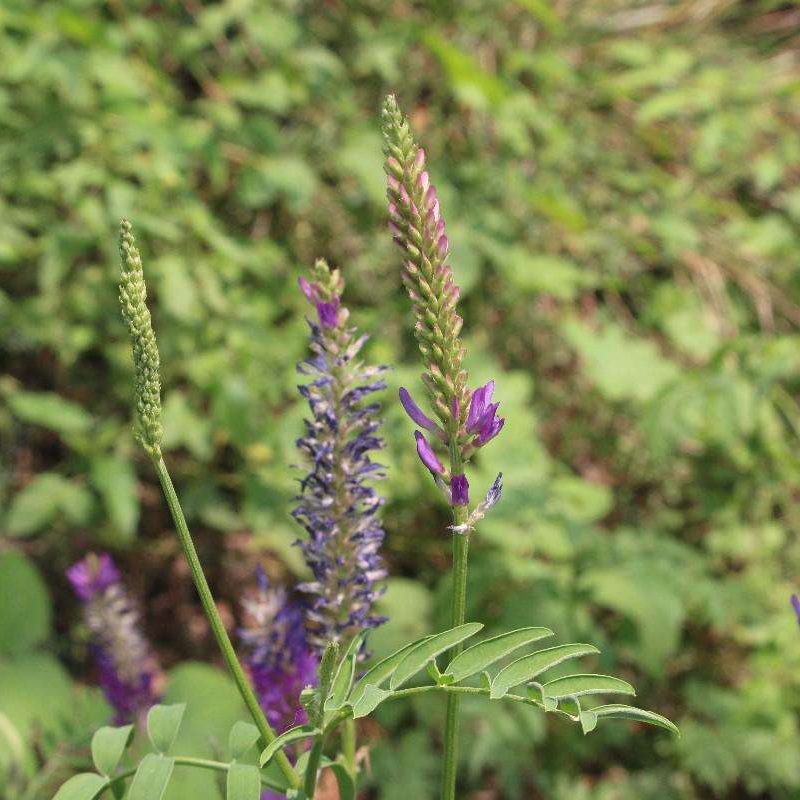 紅豆草的栽培技術與管理方法 紅豆草的栽培技術與管理方法
