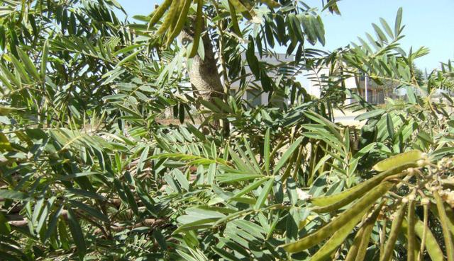 毛豆常見，山毛豆種植技術有哪些？