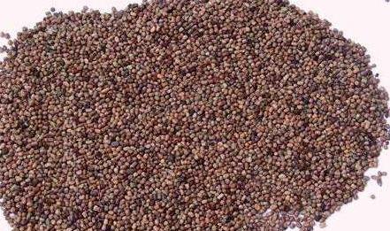 優質牧草—馬棘經濟價值以及播種環境 優質牧草—馬棘經濟價值以及播種環境