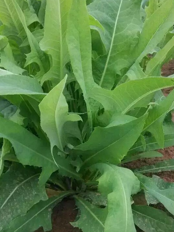 苦荬菜的栽培技術與播種方法 苦荬菜的栽培技術與播種方法