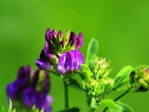 “牧草之王”紫花苜蓿怎么種植比較好，什么時候能種植比較合適？