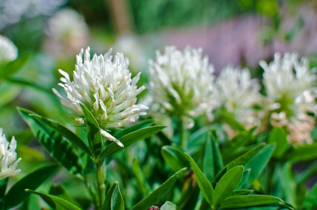 綠化草坪種子種植,白三葉的有點(diǎn)有哪些 綠化草坪種子種植,白三葉的有點(diǎn)有哪些