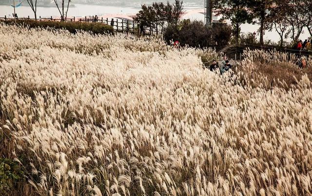 草坪有哪幾種分類(lèi)你知道嗎? 草坪有哪幾種分類(lèi)你知道嗎?