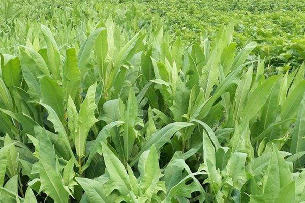 苦荬菜種子怎么進行種植比較好? 苦荬菜種子怎么進行種植比較好?