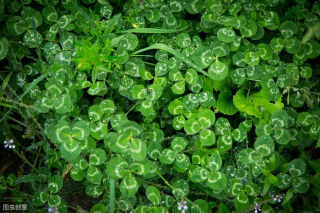 白三葉草優點有哪些，觀賞性怎么樣