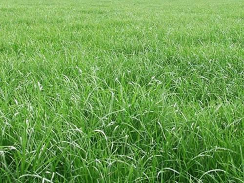 黑麥草的用途有什么？黑麥草種子用途有多少？