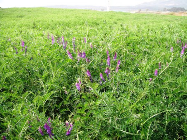 [光葉紫花苕]光葉紫花苕種子價(jià)格_種植方法