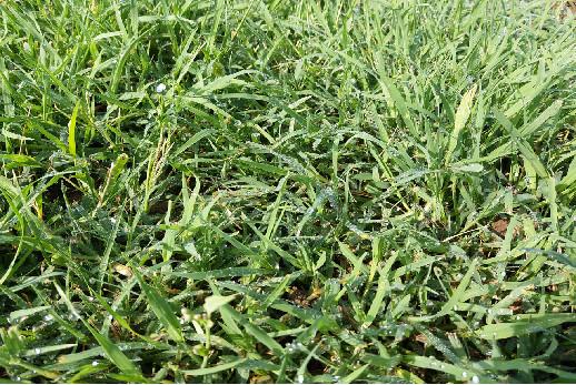 庭院草坪|院子里的天然草坪建植及養護方法