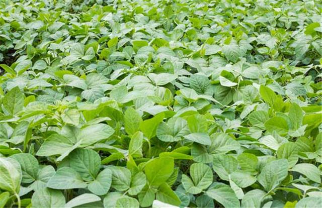 黑豆如何種植？種植方法是什么？有什么需要注意的？